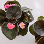 معرفی ۱۴ نوع از گیاهان گلدار آپارتمانی زیبا با نحوه نگهداری